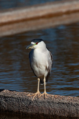 The black-crowned night heron (Nycticorax nycticorax) portrait.