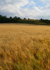 Photo of a small hill next to a field full of ripe barley