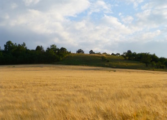 Fototapeta na wymiar Photo of a small hill next to a field full of barley