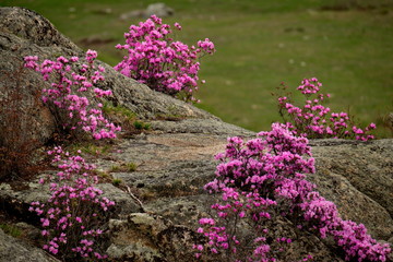 Russia. Mountain Altai. Chuyskiy tract in the period of the flowering of Maralnik (Rhododendron).