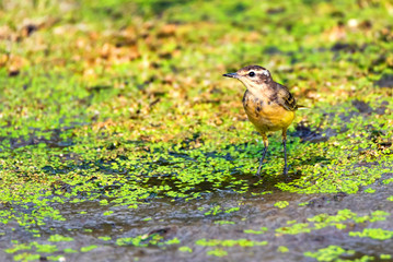 Female Western Yellow Wagtail or Motacilla flava