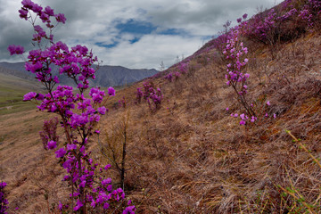 Russia. Mountain Altai. Chuyskiy tract in the period of the flowering of Maralnik (Rhododendron).