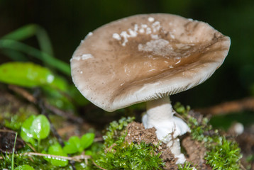 poisonous mushroom growing in the woods among the leaves and fallen needles