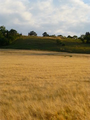 Fototapeta na wymiar Photo of a small hill next to a barley field
