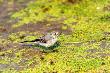 Juvenile white wagtail or Motacilla alba eats botfly