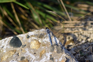 A blue dragonfly with transparent wings sits on a stone.