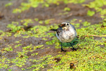 Juvenile white wagtail or Motacilla alba eats botfly