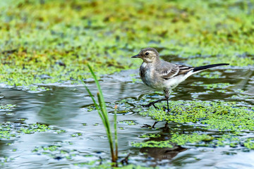 Juvenile white wagtail or Motacilla alba in river