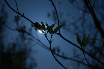 Junge Triebe im Mond