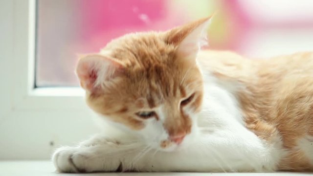 Happy red cat kitten sleeping on the white windowsill, close up, dynamic scene, 50fps video.