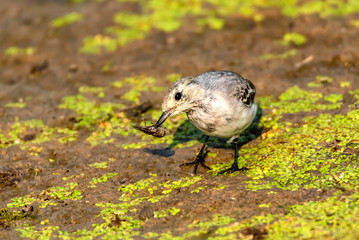 Juvenile white wagtail or Motacilla alba eats botfly