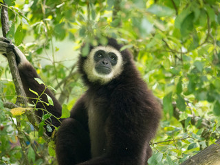 Gibbon