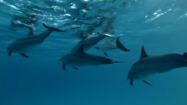 Group of dolphins swim under surface of the blue water (Spinner Dolphin, Stenella longirostris) Close-up, Underwater shot, 4K / 60fps
