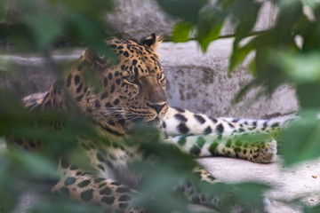 Far Eastern leopard