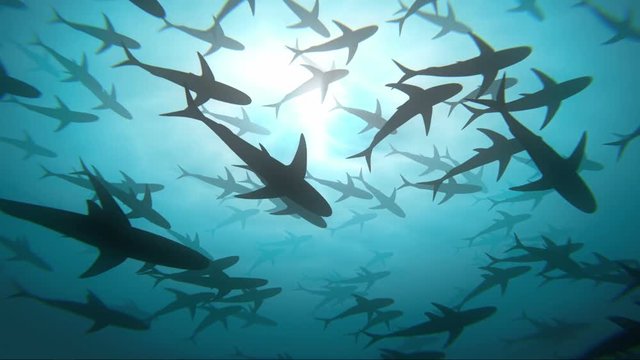 Deep ocean and huge group of sharks, loop 3d