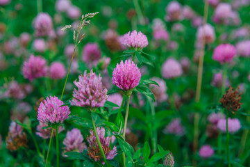 Field of clover flowers