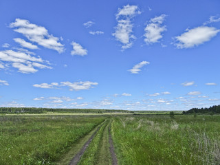 Summer landscape: a forest road among the fields on a sunny day under the sky with cirrus clouds