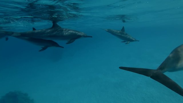 A pod of Dolphins swims in the blue water under surface (Spinner Dolphin, Stenella longirostris) Close-up, Underwater shot, 4K / 60fps
