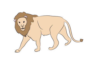 lion  vector.