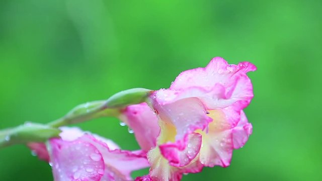 Beautiful pink flowers with water drops in the garden. Gladiolus in the shower rain, close up, dynamic scene, toned video, 50fps