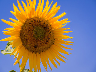 Sunflowers texture and background for designers. Macro view of sunflower in bloom. Organic and natural flower background.
