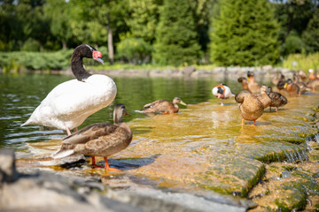 Mallard drake bob wings on river in sunny day and splashing water around. Backlight on feathers.