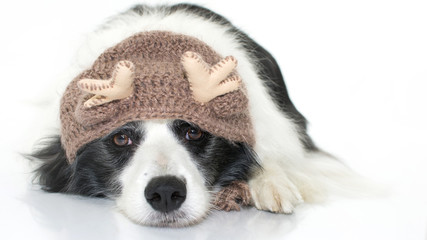 CUTE BORDER COLLIE DOG LYING DOWN WEARING A CHRISTMAS REINDEER HAT ISOLATED ON WHITE BACKGROUND. STUDIO SHOT. COPY SPACE.