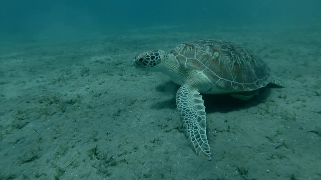 Green sea turtle eats sea grass on the bottom (Chelonia mydas) Close-up, Underwater shot, 4K / 60fps
