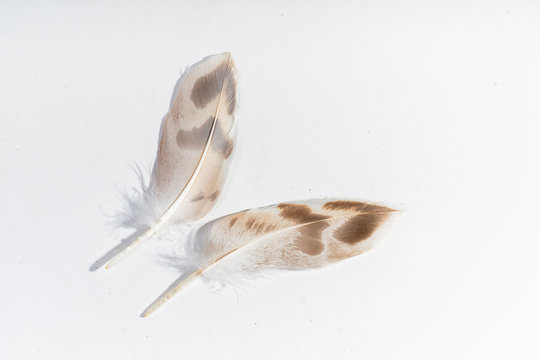 Mallard Feathers