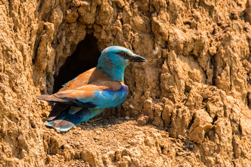 Obraz premium European roller or Coracias garrulus on rock