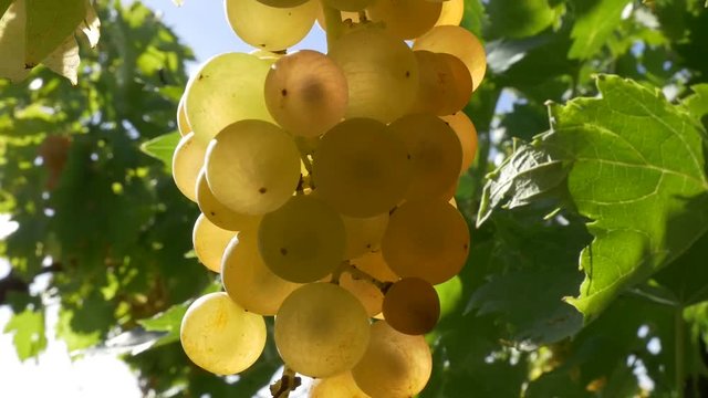 Close shots, Garganega grapes in Soave, Italy