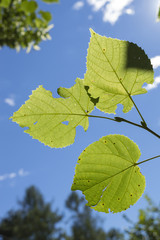 Branch with green leaves against the sky (Linden)