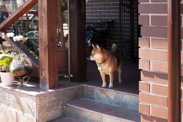 Japanese dog is standing near her house ang guardes it. Shiba-inu is japanes breed.