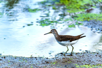 Green sandpiper or Tringa ochropus walks on lake