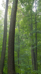 Trees in the forest with fog