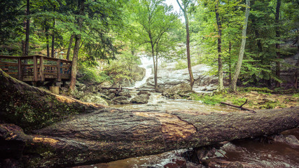 A tree over a stream in the woods
