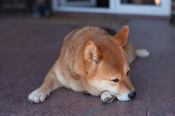 Japanese dog lies on floor near door of her house and ready to sleep. Shiba-inu guards her house.