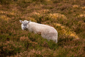 Sheep in the Heather in the Wicklow Mountains