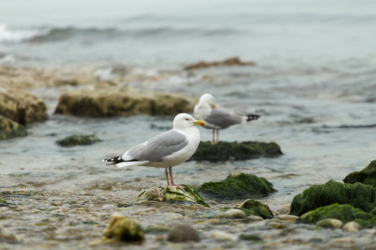 Seagulls sitting on the rocks. Herring gulls having rest on the beach at low tide in Normandy, France. Seabirds, wildlife and nature concept