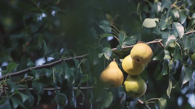 Juicy beautiful amazing nice pears on the tree branch, sunny summer good day with light breeze. Shallow depth of the field, toned video, 50fps.