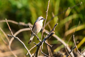 Lesser grey shrike or Lanius minor rests on branch