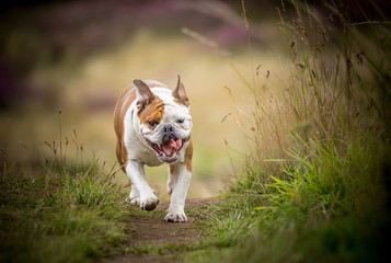 The English Bulldog