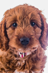 cute puppy cockerpoo portrait dog