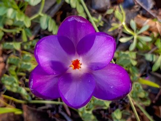 Purple Crocus Flower in the Woods - Close Up