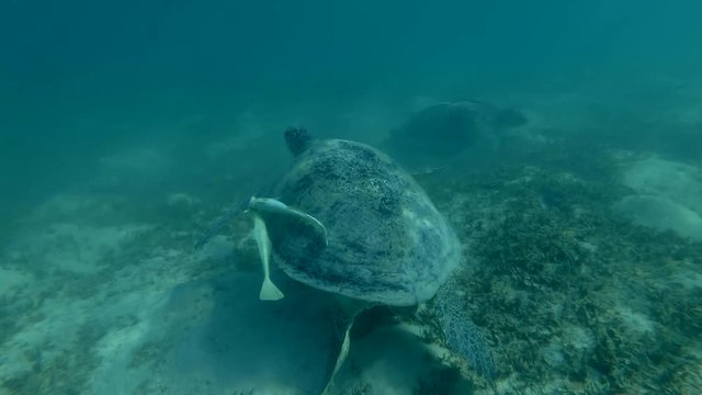 Territorial dispute of two Green sea turtles. One turtle chases the other from its place. (Chelonia mydas) Underwater shot, 4K / 60fps
