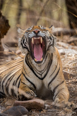 A lazy morning, a tigress and yawn at Ranthambore National Park