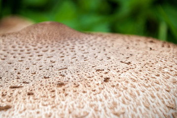Top close-up view of big toxic procera mushroom growing in coniferous forest.