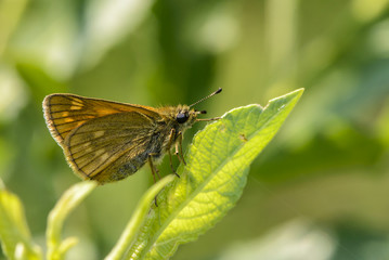 Brown butterfly with light points on its wings