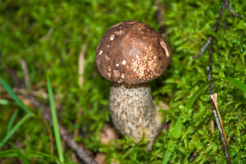 Beautiful fungus boletus Boletus reticulatus in a wood.