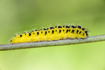 Caterpillar butterfly yellow flowers with black spots